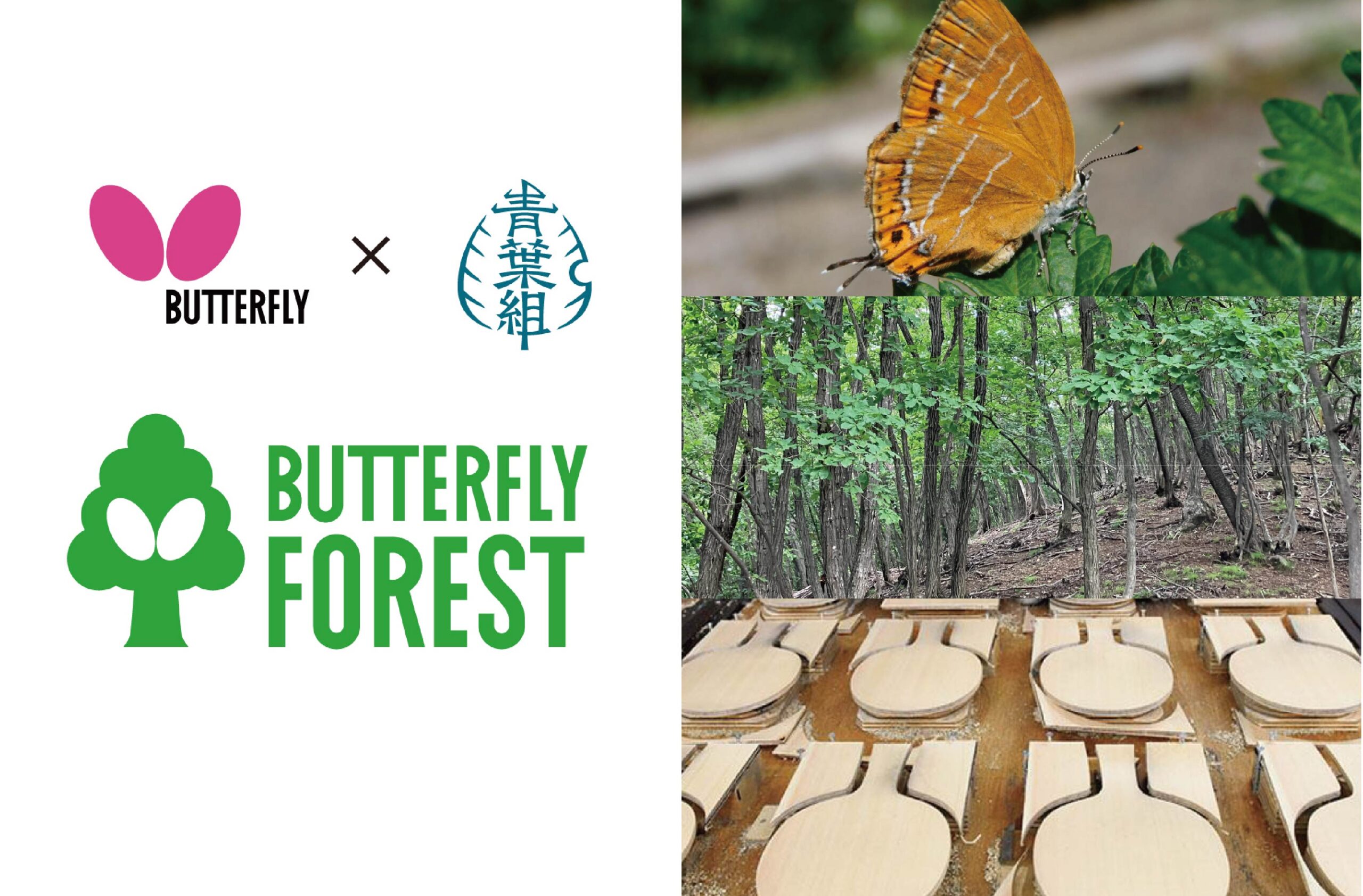 日本初※、林業の全工程で「チョウ」を守り増やす森づくりを開始 ―卓球用品総合メーカー・バタフライと青葉組が連携し、チョウの保全に挑む ―
