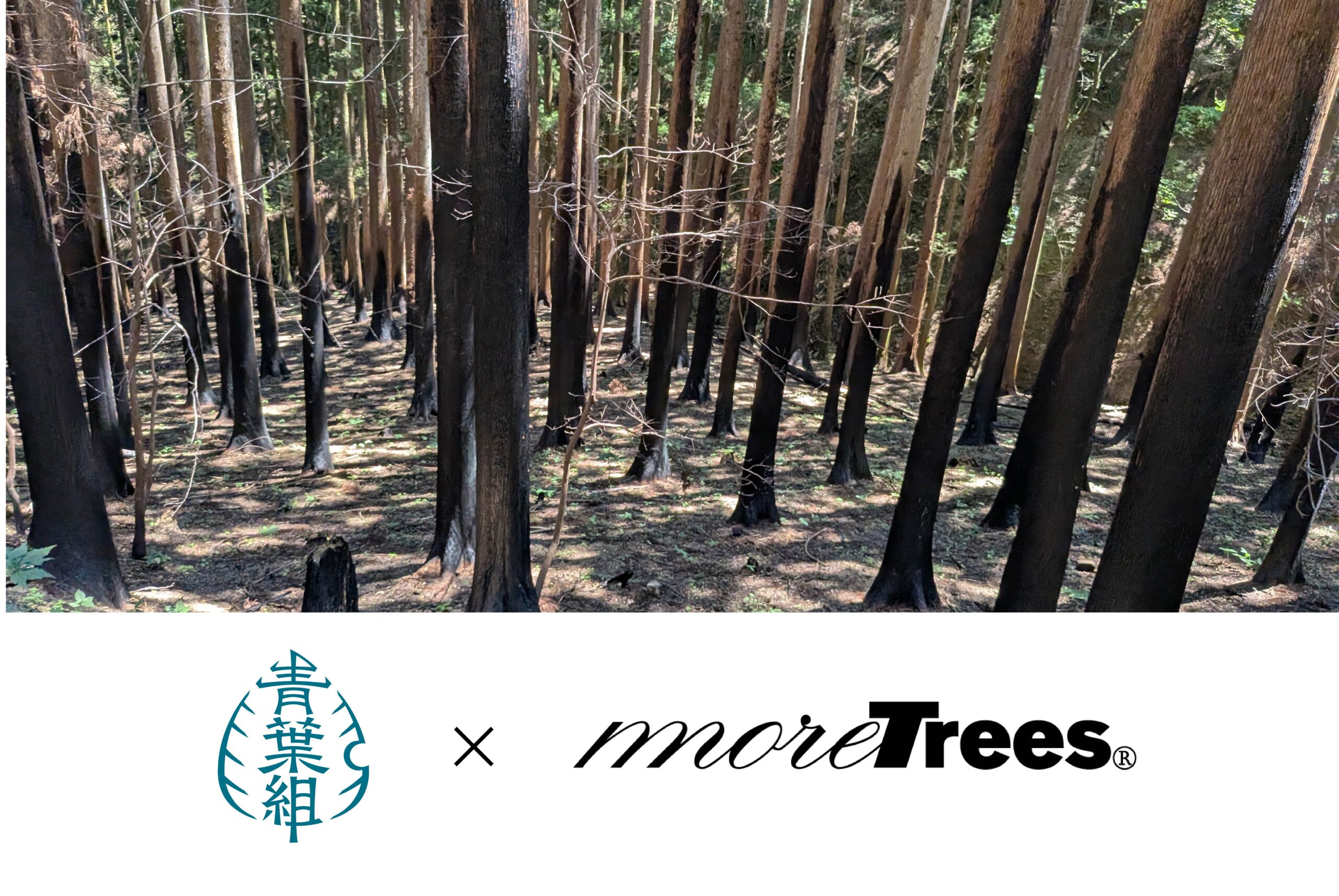 more treesと岩手県大船渡市の林野火災跡地再生で連携　 寄付と現場をつなぎ、地域を支える多様性ゆたかな森づくりを開始
