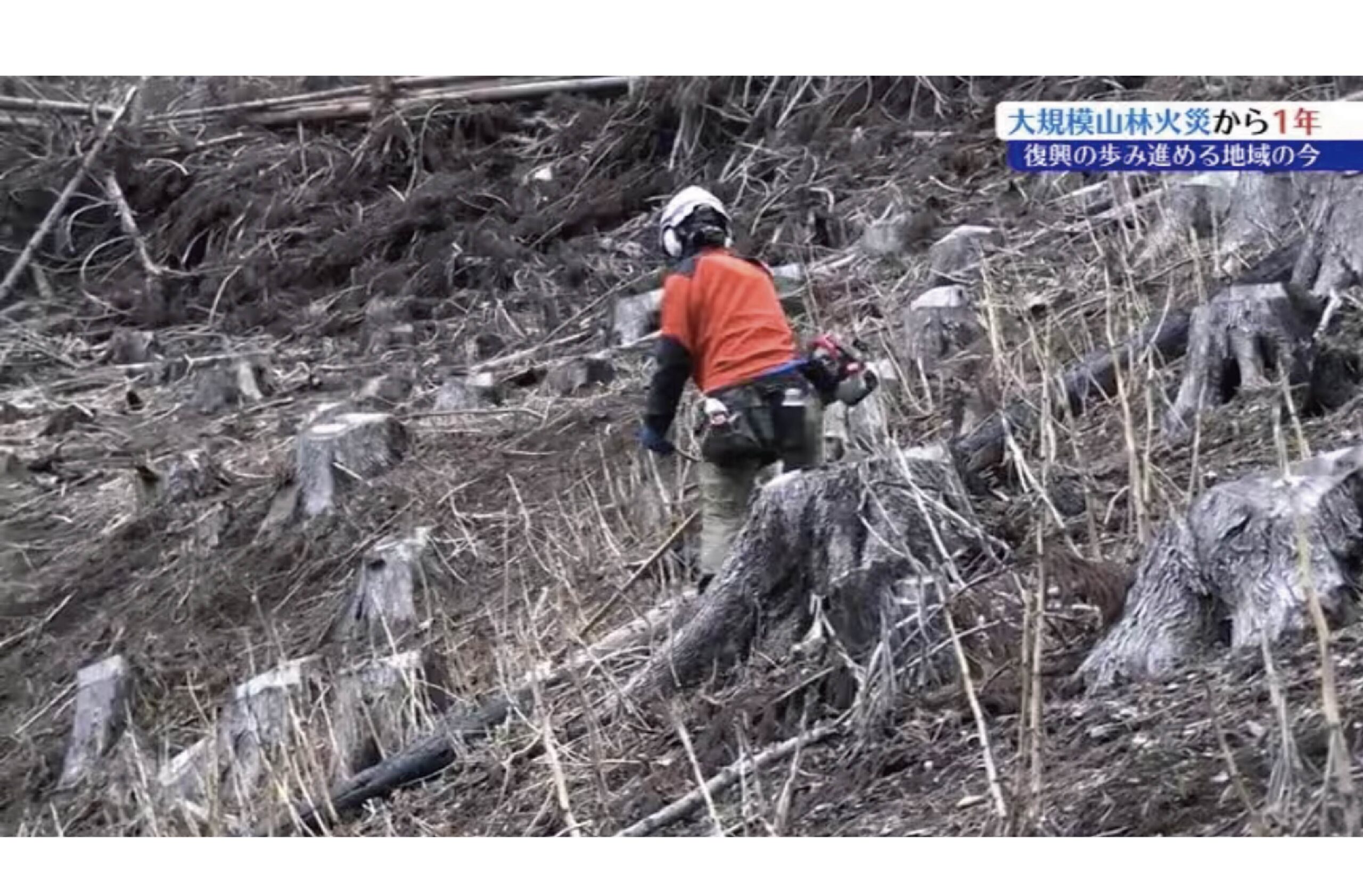 大船渡林野火災の再生作業開始について各種メディアに取り上げていただきました